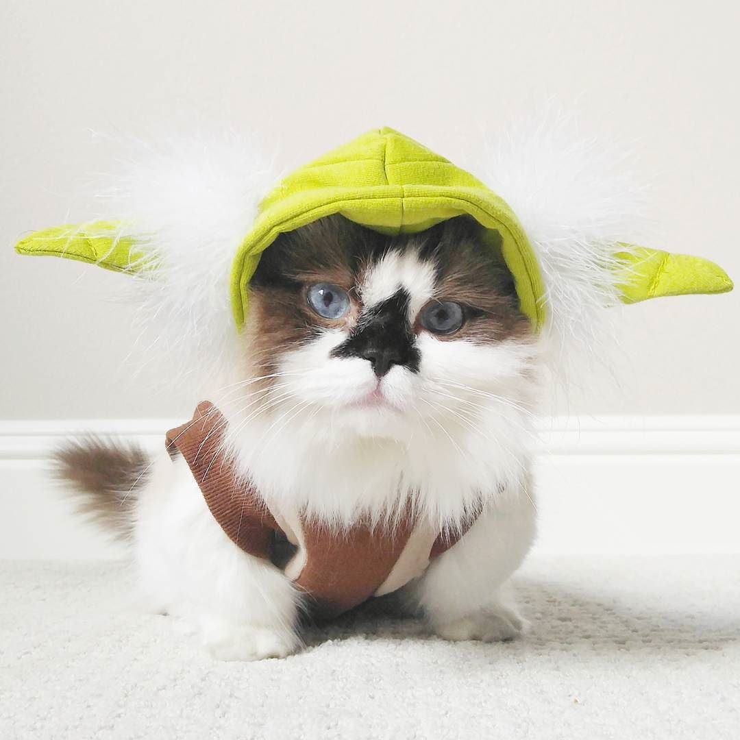 Petco unleashes the power of UGC with nearly 3,000 pet creators