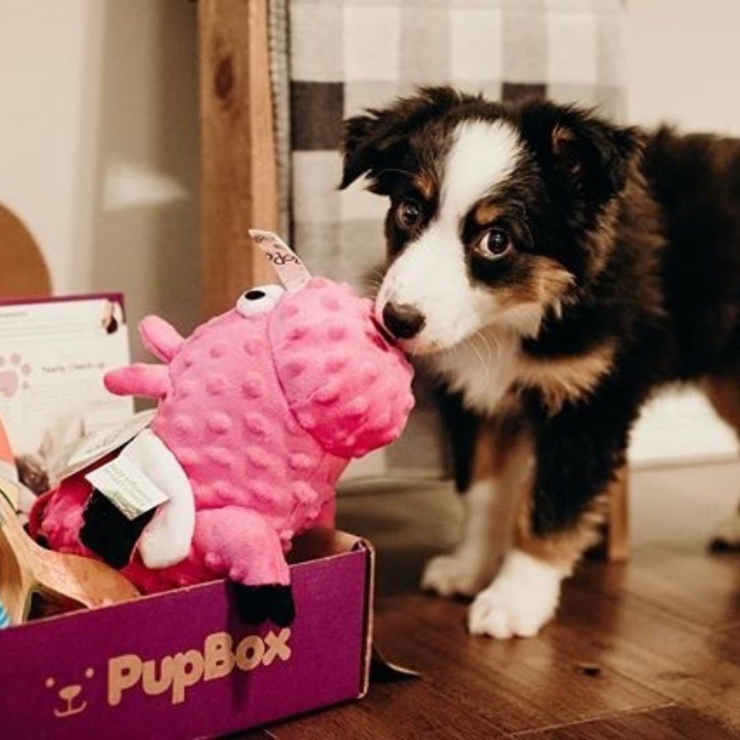 PupBox promotes subscription box to 850K+ consumers